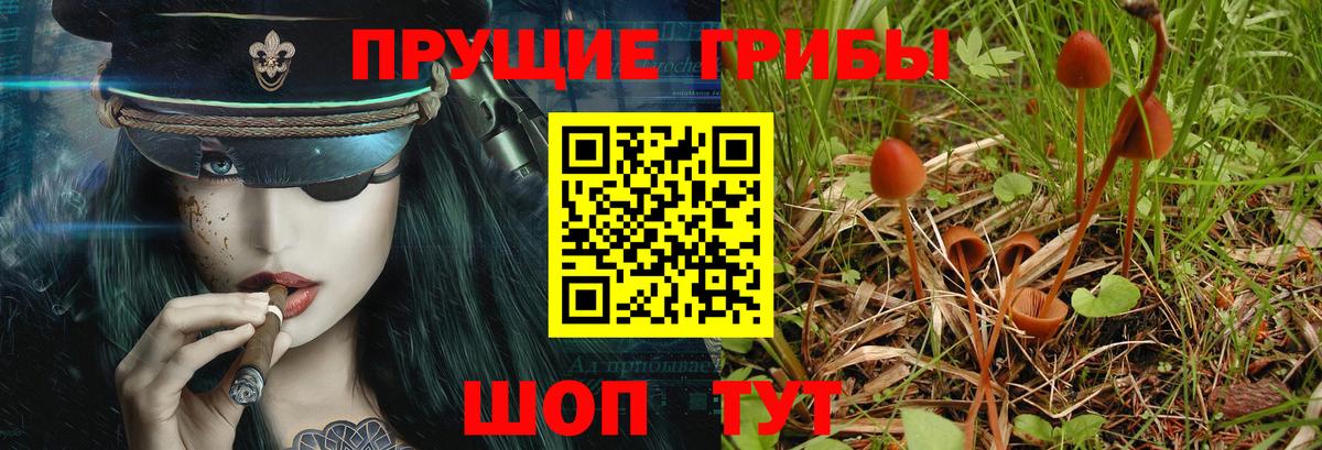 Псилоцибиновые грибы мицелий Кунгур